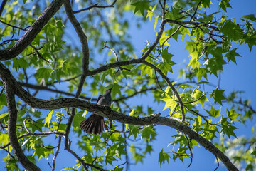 Gray Catbird from underneath.