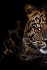 Fototapeta na wymiar Half of the face in a portrait of a stern leopard in the dark, a powerful cat - specially cropped