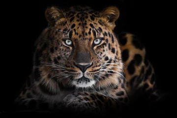  krachtige brute gevaarlijke luipaard kijkt uit de duisternis, geïsoleerd volledig gezicht zwart © Mikhail Semenov