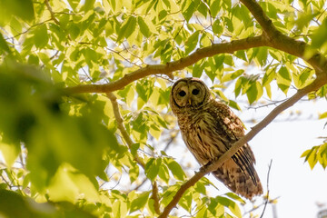 Barred Owl on a branch.