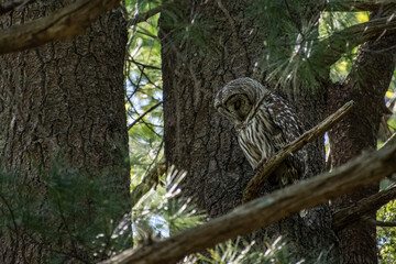 Sleeping Barred Owl