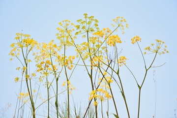 Plantas de Ferula communis en el campo, cañaheja