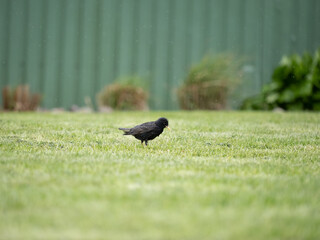 pigeon on the grass