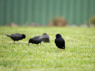 Pigeon in the grass