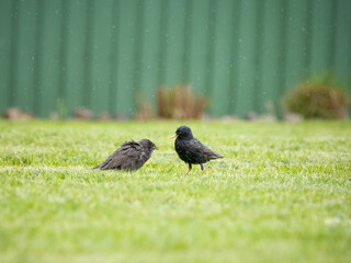 pigeon on the grass