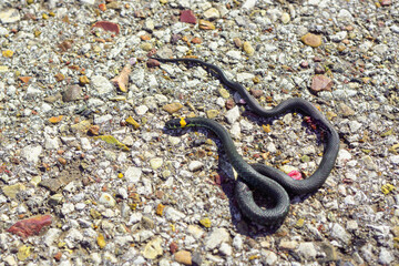 On the road (asphalt) lies a snake crushed by a car.