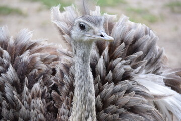 Ostrich close-up