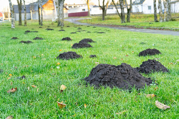 Hole of a mole on a green lawn. Mink mole on the grass in city park at the summer cottage, on the lawn in front of the house, close up - obrazy, fototapety, plakaty