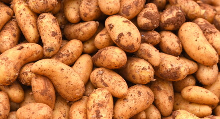 Frische Kartoffeln auf dem Bio-Markt