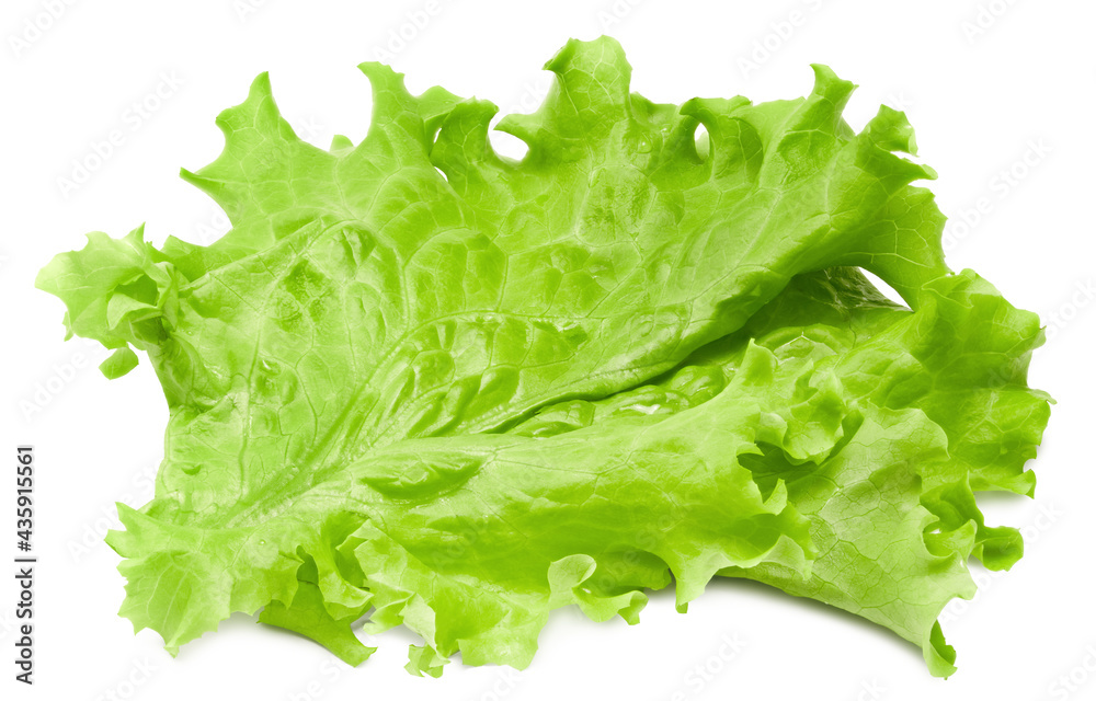 Canvas Prints salad leaf. one green lettuce isolated on white background. clipping path