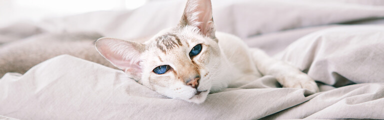 Beautiful blue-eyed oriental breed cat lying resting on bed looking at camera. Domestic pet with...