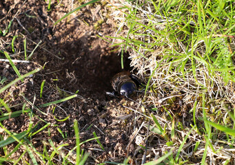 a cricket coming out of the hole