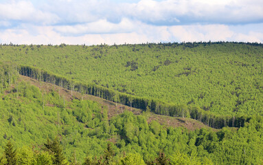 Fototapeta na wymiar a portion of deforested forest on a mountain