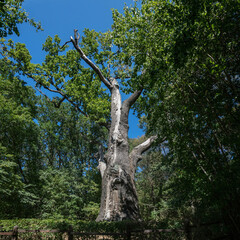 Naklejka premium Ancient millennial oak tree in a forest clearing