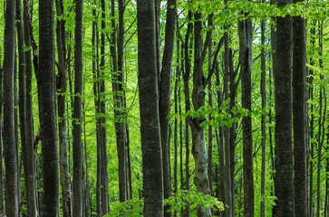 Fototapeta na wymiar the stems of beech trees in the forest