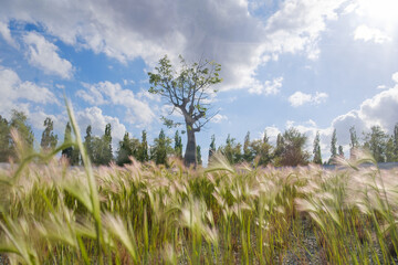 Garden with a tree in the center of the Baobabom, or Seiba the Magnificent.