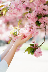 female hand touching sakura blossom