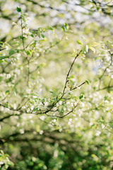 white flowering tree blossoms in spring in the park
