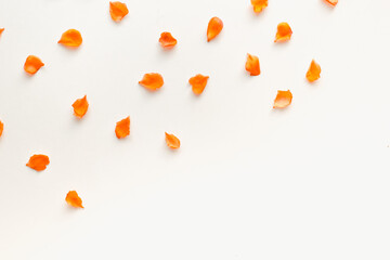orange petals on a white background, colored background, petals on a white background 