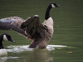 Canada goose
