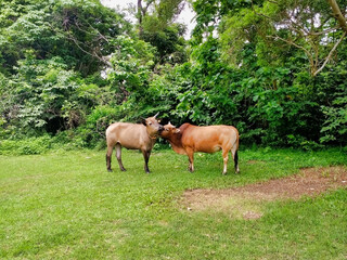 Two domestic cows stand on the lawn. Tropical vegetation on Lantau island. Hong Kong. Asia