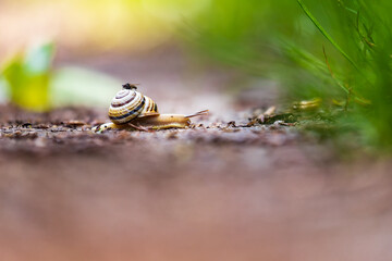 The snail crawls along the path. It has a striped shell. A fly is sitting on the shell. The background is blurred by photographic technique.