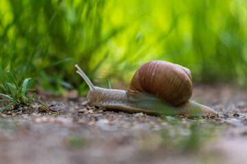 A snail with a brown shell crawls along the path. The background is green, the shell is brown. The photo has a nice bokeh.