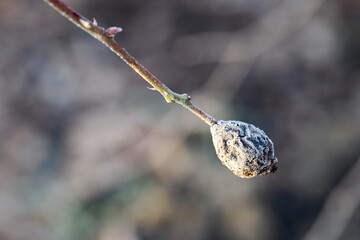 Icing on an old rosehip.