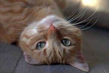 Homemade ginger cat close-up