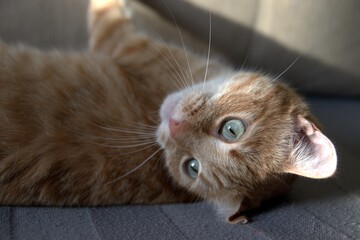 Homemade ginger cat close-up