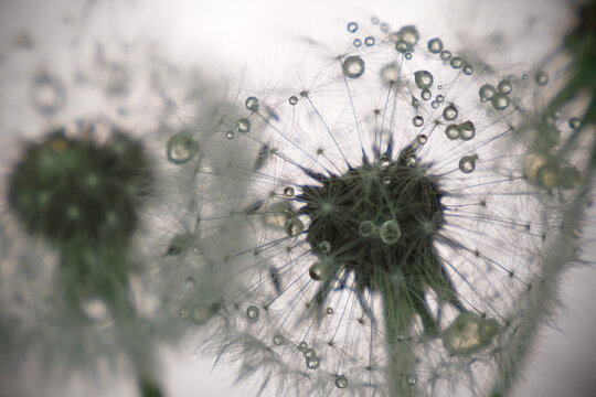 dandelion close-up in artistic processing, background image
