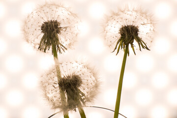 Fototapeta na wymiar dandelion close-up in artistic processing, background image
