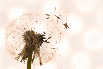 dandelion close-up in artistic processing, background image
