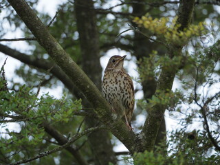 Song thrush