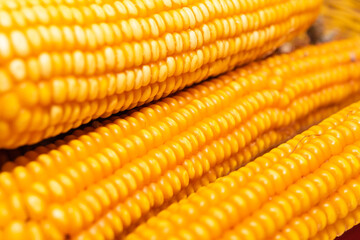 Closeup of dried corn cobs, as background