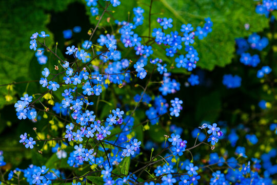 omphalodes verna moench in heavy blue growing in nature