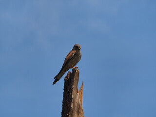 Kestrel