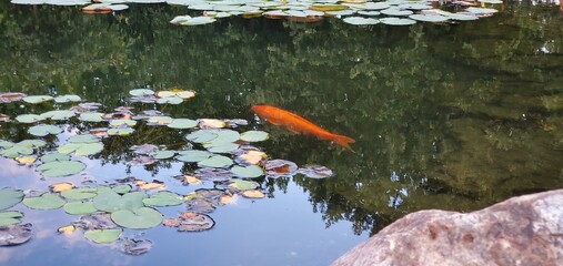 koi fish in pond