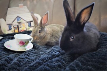 Bunny Tea Party