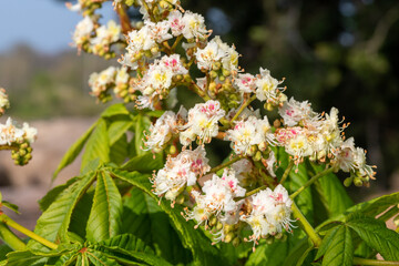 Close up of blossom on a horse chestnut (aesculus hippocastanum) tree