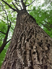 an old tree in the forest leaves its crown in the sky