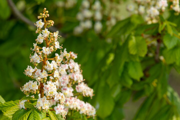 Close up of blossom on a horse chestnut (aesculus hippocastanum) tree