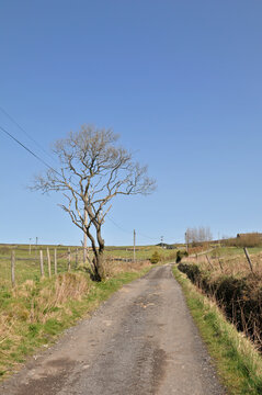 sunlit spring rural scene with a single spring tree next to a narrow country lane surrounded by meadows in midgley west yorkshire
