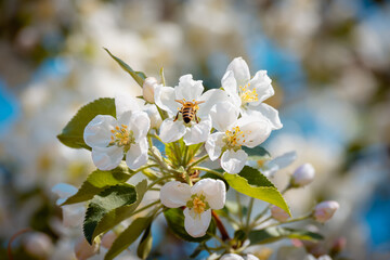 The bee sat on flowers, collects nectar.