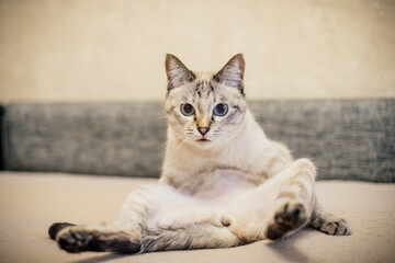 siamese cat is washed lying on a beige sofa