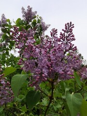 lovely lilac