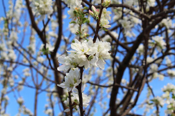 Beautiful white flowers on a branch of an apple tree. Flowering. Close-up. Background. Scenery.