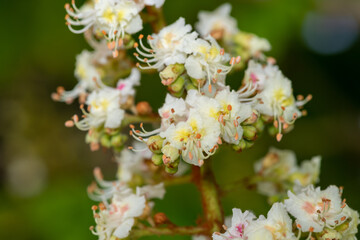 Close up of blossom on a horse chestnut (aesculus hippocastanum) tree