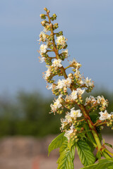 Close up of blossom on a horse chestnut (aesculus hippocastanum) tree