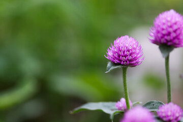 緑背景のセンニチコウ